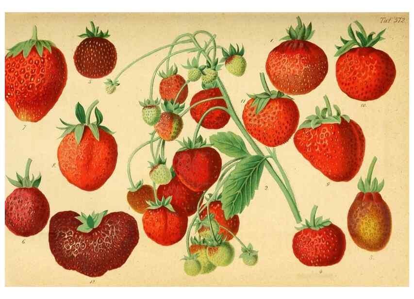 Reproducción/Reproduction 49698498356: Gartenflora.. Erlangen :F. Enke,1852-1940.. 