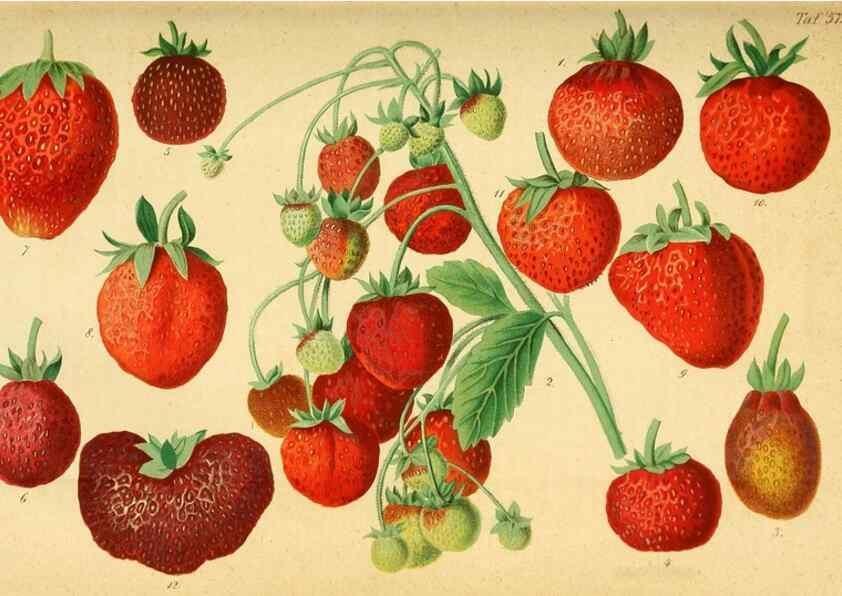 Reproducción/Reproduction 49698498356: Gartenflora.. Erlangen :F. Enke,1852-1940.. 