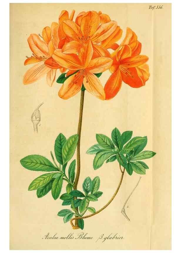 Reproducción/Reproduction 49698278001: Gartenflora.. Erlangen :F. Enke,1852-1940.. 