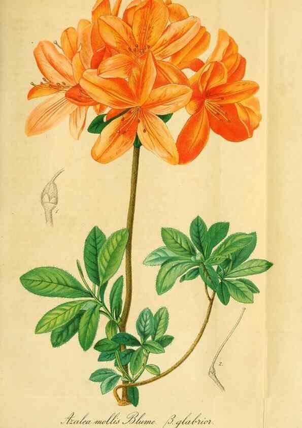 Reproducción/Reproduction 49698278001: Gartenflora.. Erlangen :F. Enke,1852-1940.. 