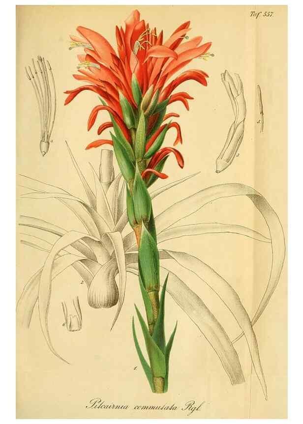 Reproducción/Reproduction 49697746288: Gartenflora.. Erlangen :F. Enke,1852-1940.. 
