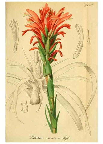 Reproducción/Reproduction 49697746288: Gartenflora.. Erlangen :F. Enke,1852-1940.. 