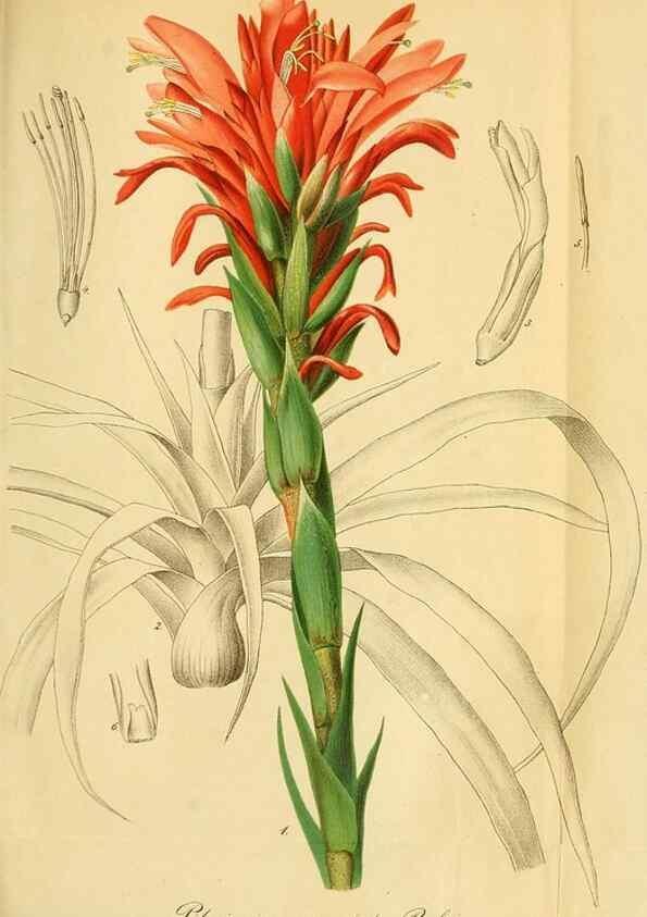 Reproducción/Reproduction 49697746288: Gartenflora.. Erlangen :F. Enke,1852-1940.. 
