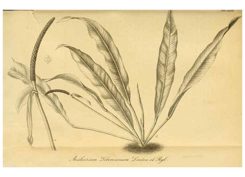 Reproducción/Reproduction 49698583857: Gartenflora.. Erlangen :F. Enke,1852-1940.. 