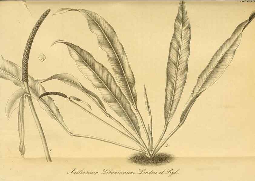 Reproducción/Reproduction 49698583857: Gartenflora.. Erlangen :F. Enke,1852-1940.. 