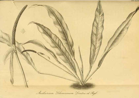 Reproducción/Reproduction 49698583857: Gartenflora.. Erlangen :F. Enke,1852-1940.. 
