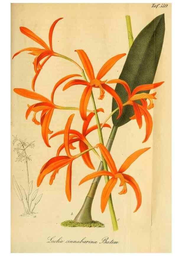 Reproducción/Reproduction 49698278626: Gartenflora.. Erlangen :F. Enke,1852-1940.. 