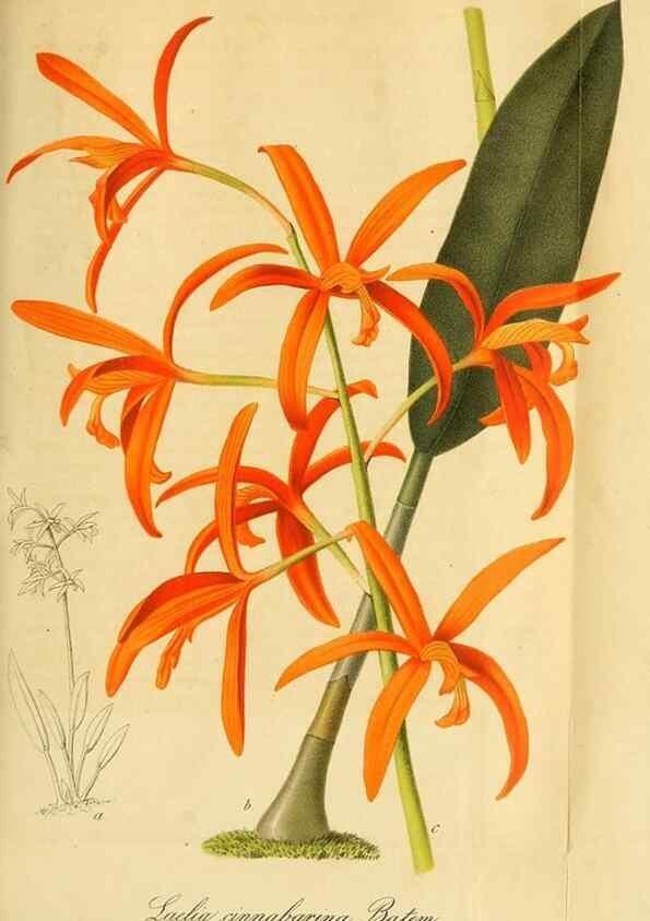 Reproducción/Reproduction 49698278626: Gartenflora.. Erlangen :F. Enke,1852-1940.. 