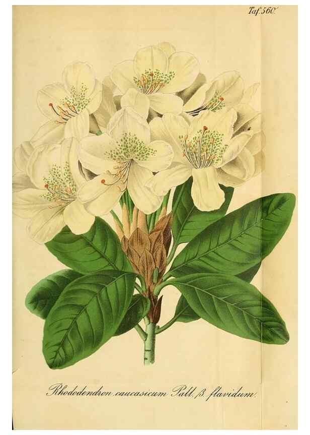 Reproducción/Reproduction 49697746888: Gartenflora.. Erlangen :F. Enke,1852-1940.. 