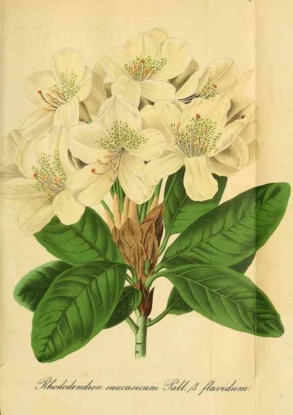 Reproducción/Reproduction 49697746888: Gartenflora.. Erlangen :F. Enke,1852-1940.. 