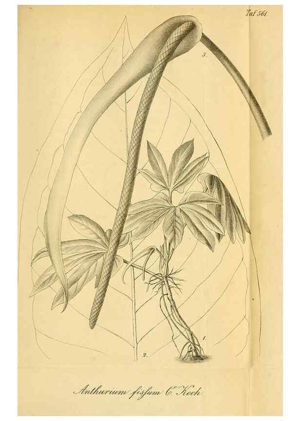 Reproducción/Reproduction 49698279091: Gartenflora.. Erlangen :F. Enke,1852-1940.. 