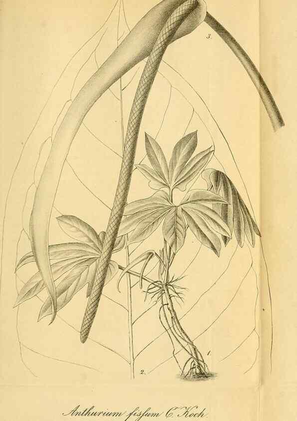 Reproducción/Reproduction 49698279091: Gartenflora.. Erlangen :F. Enke,1852-1940.. 