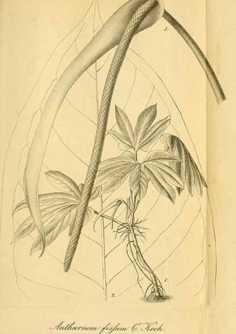 Reproducción/Reproduction 49698279091: Gartenflora.. Erlangen :F. Enke,1852-1940.. 