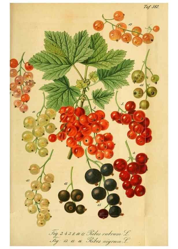 Reproducción/Reproduction 49697747388: Gartenflora.. Erlangen :F. Enke,1852-1940.. 
