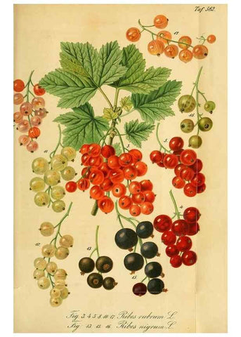 Reproducción/Reproduction 49697747388: Gartenflora.. Erlangen :F. Enke,1852-1940.. 