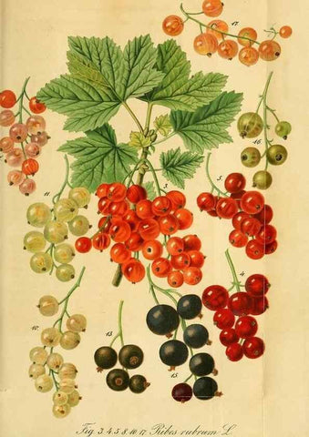 Reproducción/Reproduction 49697747388: Gartenflora.. Erlangen :F. Enke,1852-1940.. 