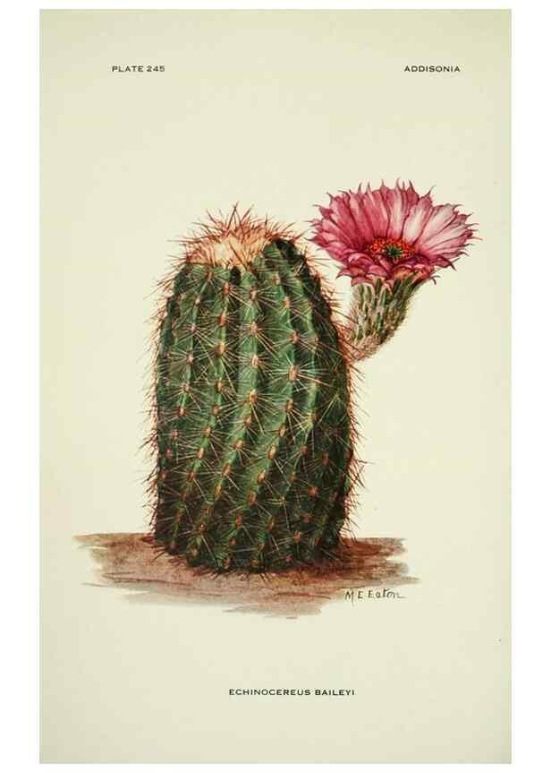Reproducción/Reproduction 49694844627: Addisonia :. New York :New York Botanical Garden,1916-[1964].. 