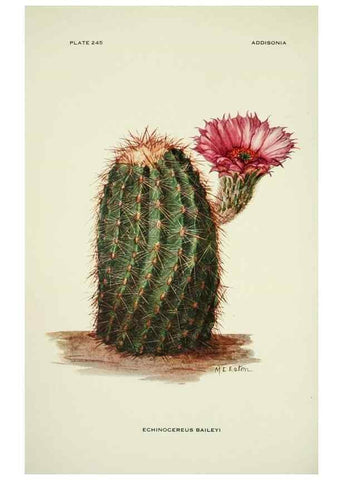 Reproducción/Reproduction 49694844627: Addisonia :. New York :New York Botanical Garden,1916-[1964].. 