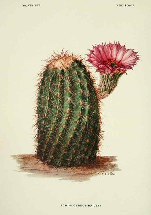 Reproducción/Reproduction 49694844627: Addisonia :. New York :New York Botanical Garden,1916-[1964].. 
