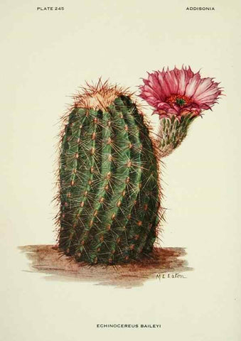 Reproducción/Reproduction 49694844627: Addisonia :. New York :New York Botanical Garden,1916-[1964].. 