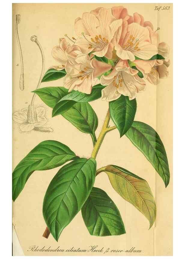 Reproducción/Reproduction 49698279411: Gartenflora.. Erlangen :F. Enke,1852-1940.. 