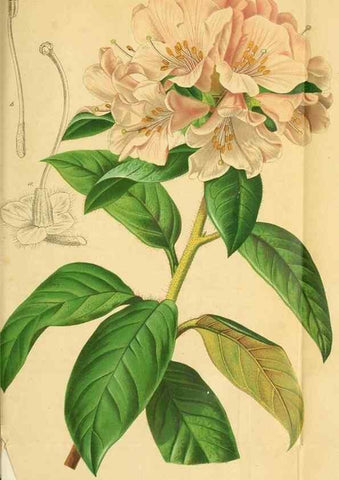 Reproducción/Reproduction 49698279411: Gartenflora.. Erlangen :F. Enke,1852-1940.. 