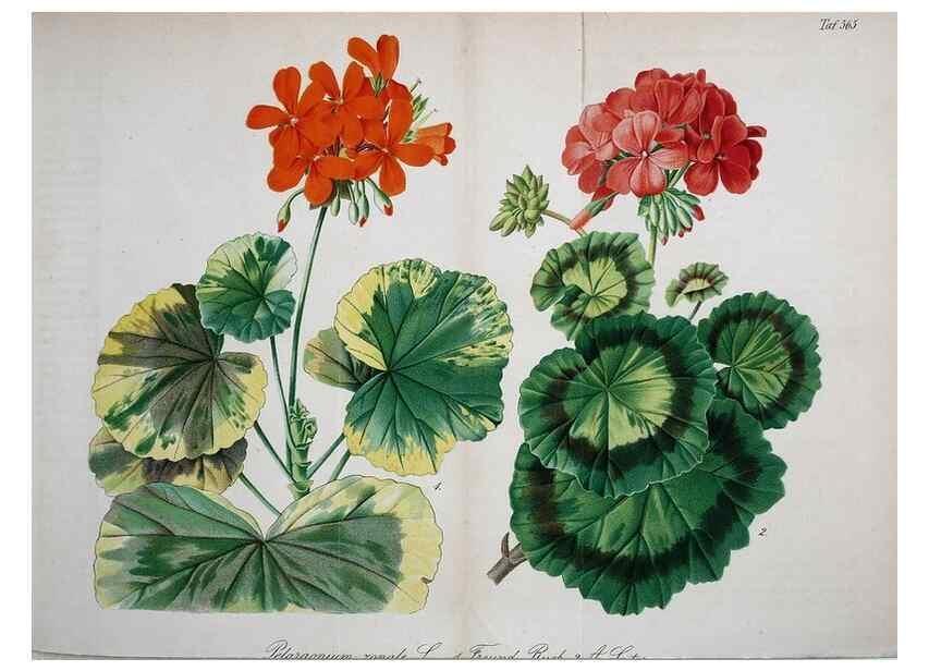 Reproducción/Reproduction 49697963153: Gartenflora.. Erlangen :F. Enke,1852-1940.. 