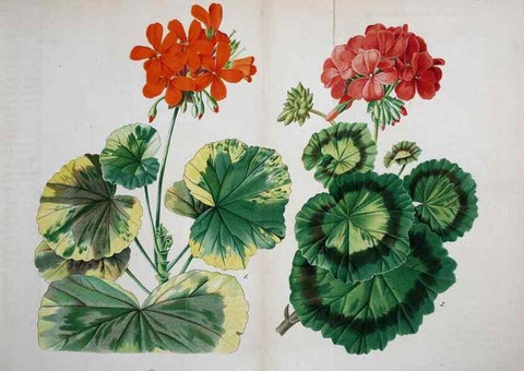 Reproducción/Reproduction 49697963153: Gartenflora.. Erlangen :F. Enke,1852-1940.. 