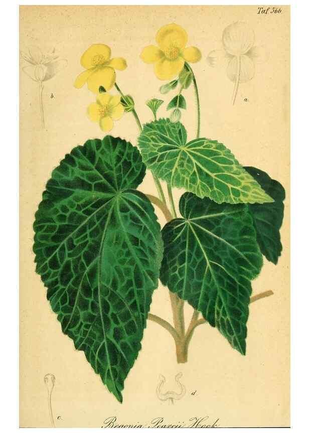 Reproducción/Reproduction 49697963408: Gartenflora.. Erlangen :F. Enke,1852-1940.. 