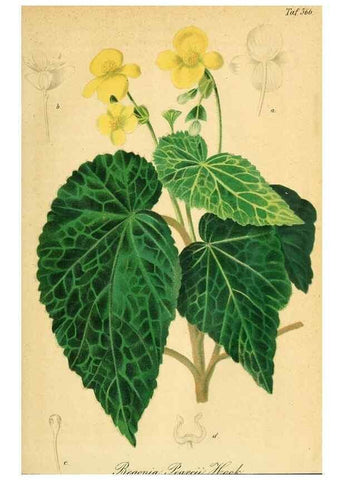 Reproducción/Reproduction 49697963408: Gartenflora.. Erlangen :F. Enke,1852-1940.. 