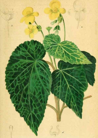 Reproducción/Reproduction 49697963408: Gartenflora.. Erlangen :F. Enke,1852-1940.. 