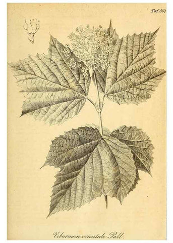 Reproducción/Reproduction 49698497146: Gartenflora.. Erlangen :F. Enke,1852-1940.. 