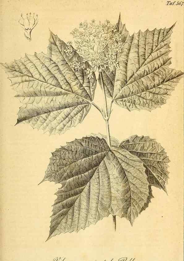 Reproducción/Reproduction 49698497146: Gartenflora.. Erlangen :F. Enke,1852-1940.. 