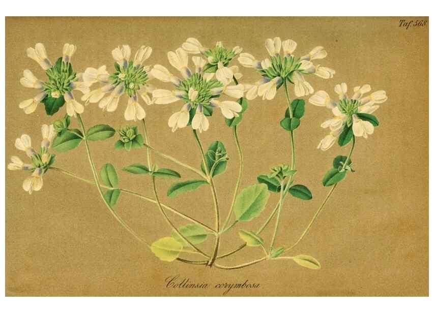 Reproducción/Reproduction 49698497426: Gartenflora.. Erlangen :F. Enke,1852-1940.. 