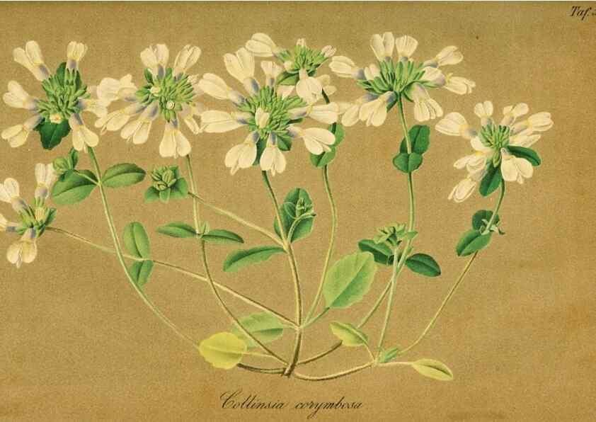 Reproducción/Reproduction 49698497426: Gartenflora.. Erlangen :F. Enke,1852-1940.. 