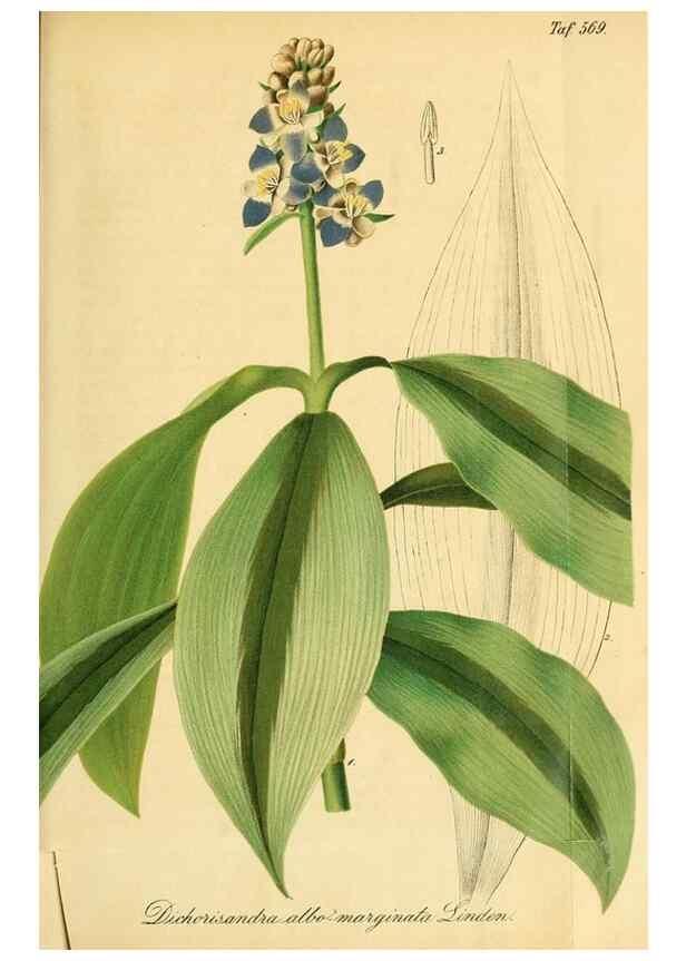 Reproducción/Reproduction 49697964278: Gartenflora.. Erlangen :F. Enke,1852-1940.. 