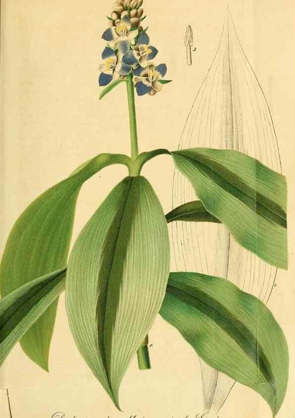 Reproducción/Reproduction 49697964278: Gartenflora.. Erlangen :F. Enke,1852-1940.. 