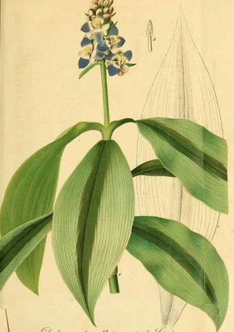 Reproducción/Reproduction 49697964278: Gartenflora.. Erlangen :F. Enke,1852-1940.. 