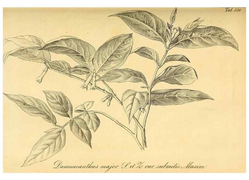Reproducción/Reproduction 49697964528: Gartenflora.. Erlangen :F. Enke,1852-1940.. 