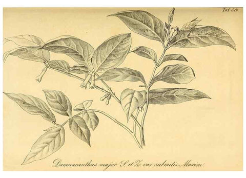 Reproducción/Reproduction 49697964528: Gartenflora.. Erlangen :F. Enke,1852-1940.. 