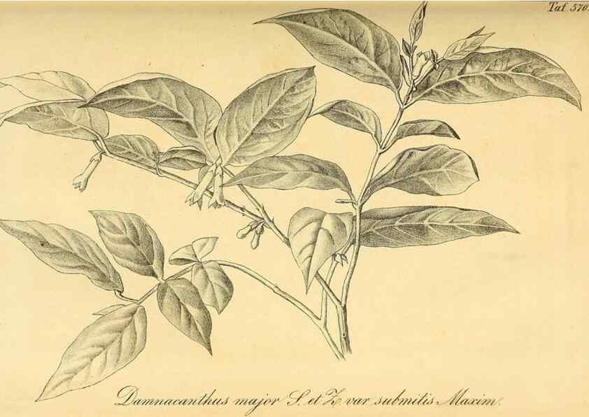 Reproducción/Reproduction 49697964528: Gartenflora.. Erlangen :F. Enke,1852-1940.. 
