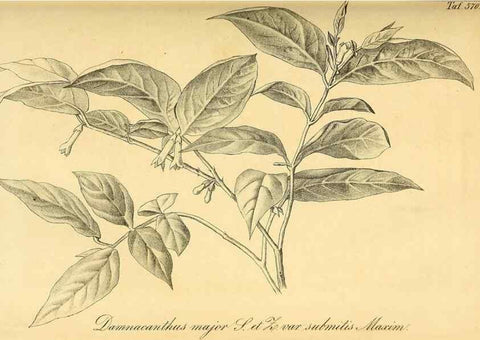Reproducción/Reproduction 49697964528: Gartenflora.. Erlangen :F. Enke,1852-1940.. 