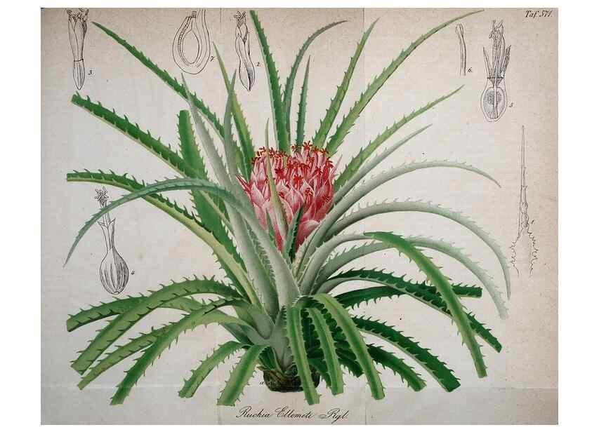Reproducción/Reproduction 49698803427: Gartenflora.. Erlangen :F. Enke,1852-1940.. 
