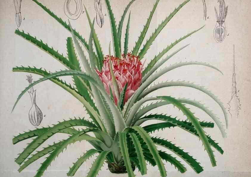 Reproducción/Reproduction 49698803427: Gartenflora.. Erlangen :F. Enke,1852-1940.. 