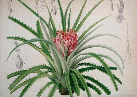 Reproducción/Reproduction 49698803427: Gartenflora.. Erlangen :F. Enke,1852-1940.. 