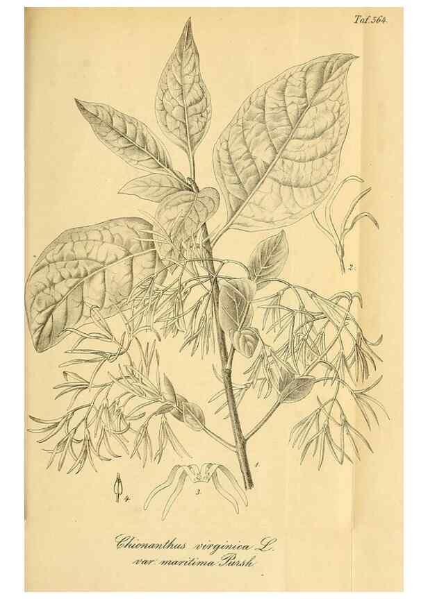 Reproducción/Reproduction 49698585167: Gartenflora.. Erlangen :F. Enke,1852-1940.. 