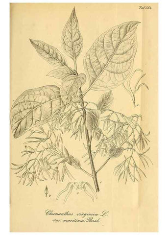 Reproducción/Reproduction 49698585167: Gartenflora.. Erlangen :F. Enke,1852-1940.. 
