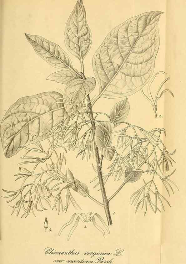 Reproducción/Reproduction 49698585167: Gartenflora.. Erlangen :F. Enke,1852-1940.. 