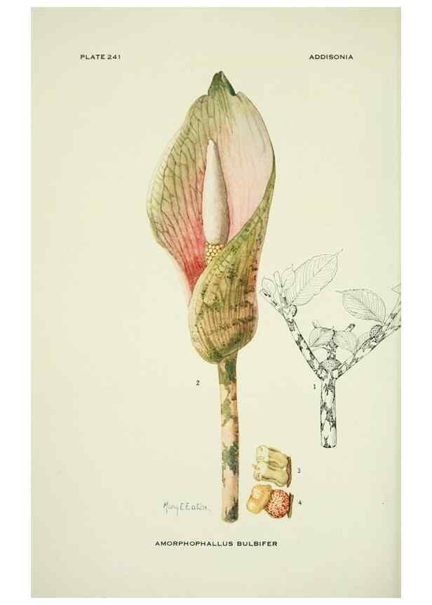 Reproducción/Reproduction 49694544016: Addisonia :. New York :New York Botanical Garden,1916-[1964].. 