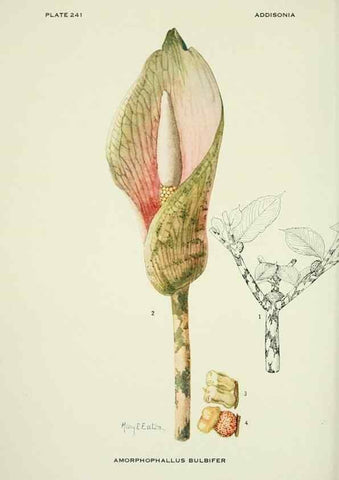 Reproducción/Reproduction 49694544016: Addisonia :. New York :New York Botanical Garden,1916-[1964].. 